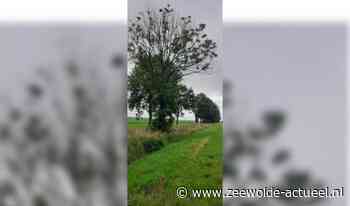 Zieke essen maken plaats voor nieuwe beplanting - Zeewolde Actueel