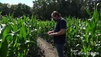 Bram tekent al 18 jaar Maïsdoolhof uit: “Ben ik nu verloren gelopen?” - Gazet van Antwerpen