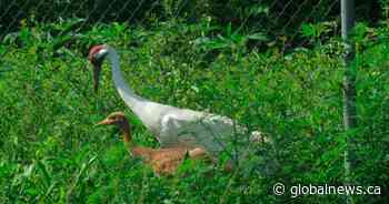 Rare whooping cranes raised for the wild as COVID-19 rules relax