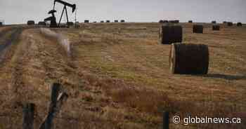 Rising oil prices and Stampede’s return offer hope to Alberta businesses