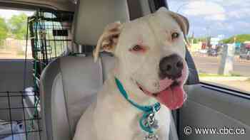 Dog spotted near Saskatoon with porcupine quills in face inspires two rescue efforts