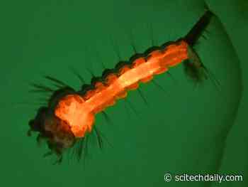 Researchers Create New CRISPR Genetic Tools to Help Contain Mosquito Disease Transmission