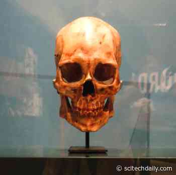 A Decade of Ancient DNA Analysis Has Taught Scientists “What It Means to Be Human”