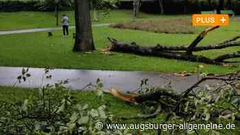 Nach Unglück in Augsburg: Wie sicher stehen die Bäume im Kreis Dillingen? - Augsburger Allgemeine