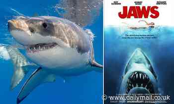 96 percent of movies show sharks in a negative light, hurting conservation efforts