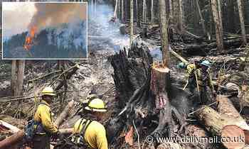 Tree DNA used for first time to convict man of stealing valuable trees from Washington state