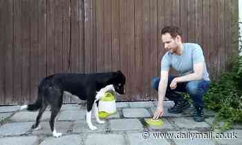 Dogs are happy to accept food from humans - but are unlikely to return the favour, study finds 
