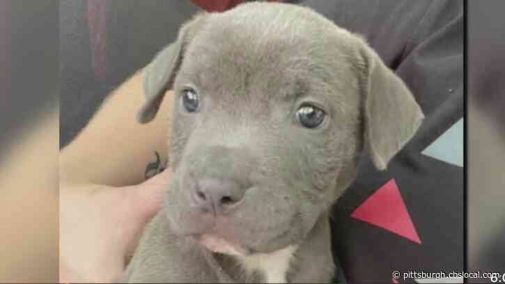 Video Shows Alleged Abuse Of Puppy In Avalon Borough, Humane Investigators Remove Animal From Home