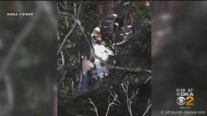 Ejected Driver Survives Turnpike Crash, Found In Tree By First Responders
