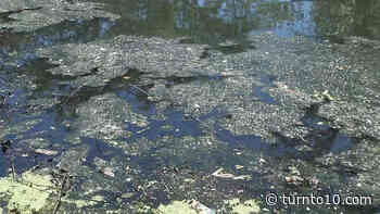 Officials warn of toxic algae blooms in 4 Rhode Island ponds - Turn to 10