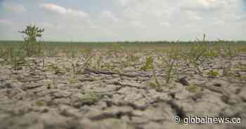 Saskatchewan government announces aid for livestock producers struggling with drought