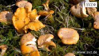 Parchim: Pilzberatung ist umgezogen | svz.de - svz – Schweriner Volkszeitung