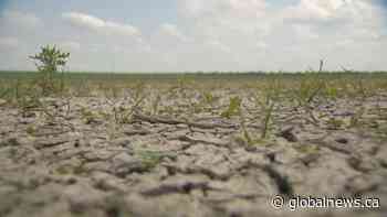 Sask. government announces aid for livestock producers struggling with drought