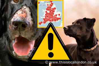 Map shows cases of Alabama Rot in London
