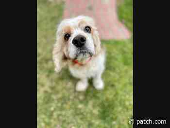 San Bruno: Dogs, Cats, Pets Up For Adoption Nearby - San Bruno, CA Patch