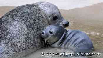 Nachwuchs im Augsburger Zoo: Seehunddame Pia bekommt ein Jungtier