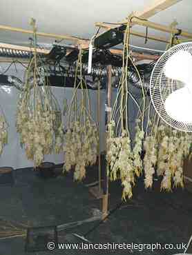Accrington cannabis farm destroyed as warrant executed