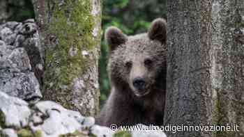 Marlengo, orso sbrana una decina di animali al maso Flatscher - Alto Adige Innovazione