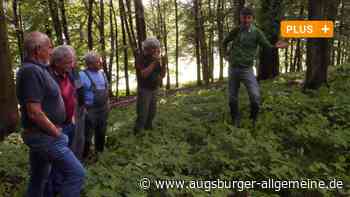 Anstieg des Holzpreises erstaunt die Aichacher Fachleute - Augsburger Allgemeine