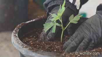 Cabell County facility becomes first in state to start growing medical marijuana - WCHS-TV8