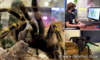Health: Scientists are developing a new type of pain medication from TARANTULA VENOM