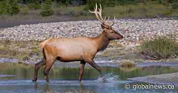 Deadly wildlife disease might threaten humans, new Canadian research suggests