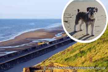 Lancashire beach named as one of the best for dogs