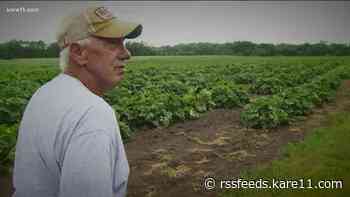 Finally, some rain for farmers in Minnesota, but they need more