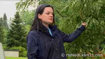 Despite rain, drought is still stressing out trees