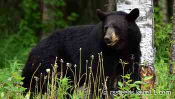 Wildlife officers track gun-toting bear in BWCA