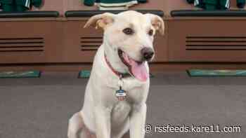 Minnesota Wild welcome new team rescue dog