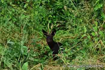 Bijzonder: zwart reebokje dartelt rond in Niel