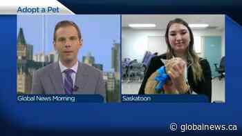 Adopt a Pet: Popcorn the cat