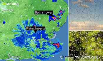 Thousands of FLYING ANTS are emerging, encouraged by the hot and humid weather