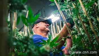 One of the biggest names in craft beer is hopping over to the cannabis business