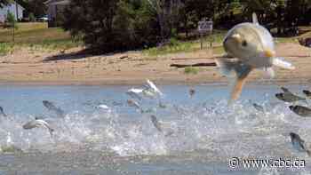 Renaming Asian carp: Concern over racism, waterways inspires push for new moniker