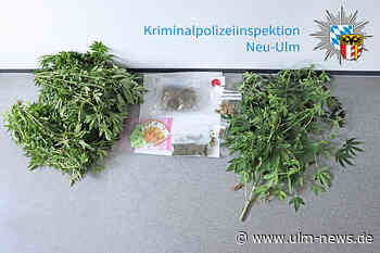 330 Gramm Marihuana und Cannabispflanzen sichergestellt