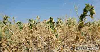 Extreme heat, dry conditions impacting crop conditions across Saskatchewan