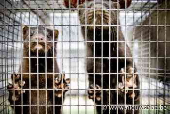 Raad van State vernietigt vergunning van verguisde nertsenkwekerij