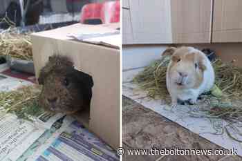 RSPCA urge owners not to abandon pets as lockdown eases
