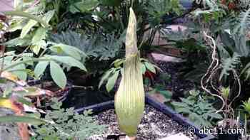 Rare corpse flower at NC State expected to bloom in next couple days