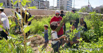 At a Cultural Hub in Bethlehem, Art Thrives in the Fray