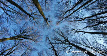 ‘The Hidden Life of Trees’ Review: Magic Kingdom