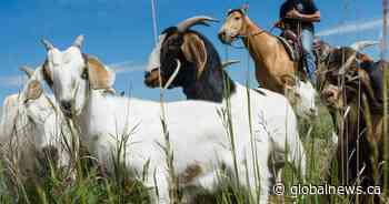 Goats return to graze on invasive weeds at Calgary’s McHugh Bluff