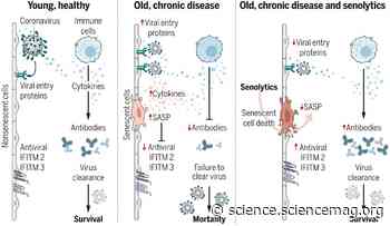 Senolytics reduce coronavirus-related mortality in old mice - Science Magazine