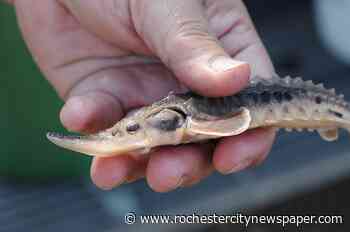 Partners celebrate big milestone in local sturgeon restoration effort