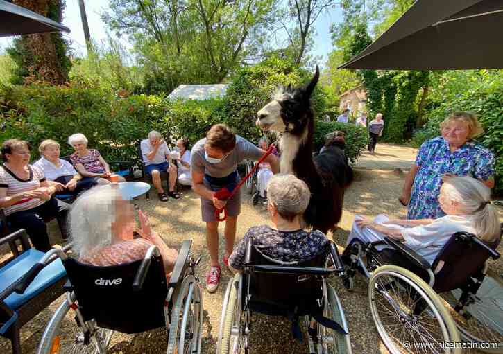 VIDEO. Comment Jules le lama éclaire le quotidien des personnes âgées
