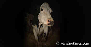 Andrea Arnold Has Directed A-Listers. Her Latest Star? This Cow