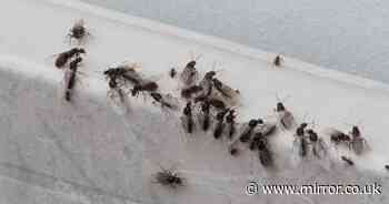 Giant swarm of flying ants spotted on Met Office radar as July heatwave begins