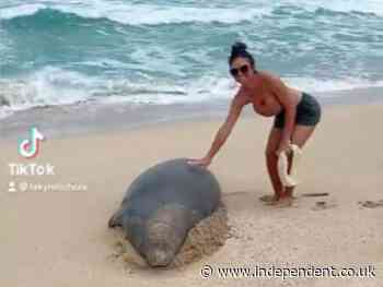 Couple fined for touching endangered seal on their honeymoon